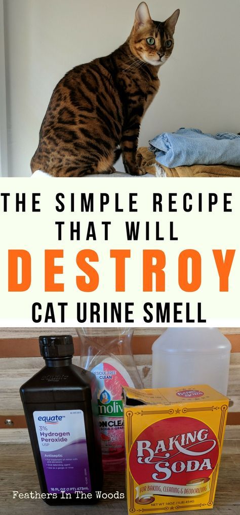 Remove Cat Urine Smell, Urine Remover, Cat Urine Remover, Cat Pee Smell, Cat Urine Smells, Pee Smell, Urine Smells, Cat Pee, Cat Odor