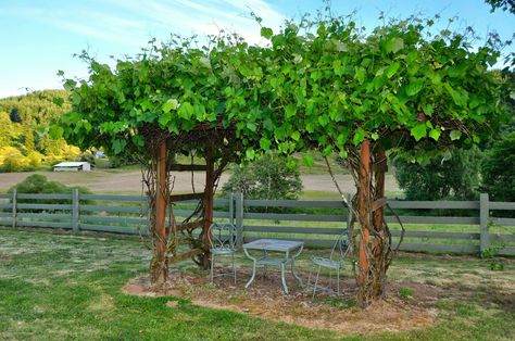 Grape arbor for shade Grape Pergola, Grape Arbors, Grapevine Trellis, Backyard Vineyard, Grape Trellis Ideas, Grape Vine Trellis, Grape Trellis, Grape Arbor, Vineyard House