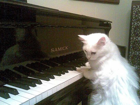 Cat Playing Piano, Piano Pictures, Funny Pets, Silly Cats Pictures, Playing Piano, Art Funny, Cat Aesthetic, Cat Playing, Silly Cats