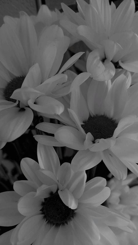 Pretty Black And White Pictures, Black And White Floral Wallpaper Iphone, Black And White Screensaver, Black Ipad Wallpaper, Wallpaper Layar Kunci, Black And White Wallpaper Iphone, Black And White Photo Wall, Black And White Picture Wall, White Pictures