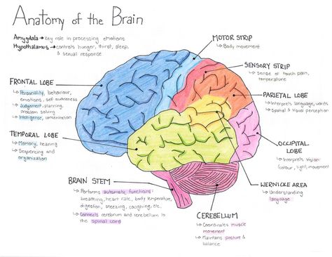 PSYCHOLOGY ONE-PAGER - Mind Map Mind Map Psychology, Anatomy Mind Map, Biology Mind Map Ideas, Psychology Mind Map, Biology Mind Map, Notes Psychology, Mindmap Ideas, Anatomy Of The Brain, Branches Of Psychology