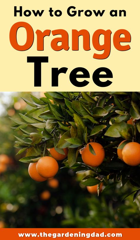 Do you want to learn how to grow an orange tree?  Do you want to grow dozens of oranges?  Then read this article for EASY and PROVEN tips! #orange #diy Indoor Fruit Trees, Trees Indoors, Pea Trellis, Diy Greenhouse Cheap, Greenhouse Diy, Fruit Growing, Gardening Indoors, Natural Farming, Orange Trees