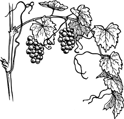 Grapevine 1 Grapevine Tattoo, Grape Drawing, Vine Drawing, Vine And Branches, Branch Vector, Journal Stuff, Thanksgiving Coloring Pages, Plant Drawing, Bible Journal