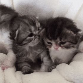 Small Kittens, Adorable Kittens, Silly Cats Pictures, Kitten Gif, Cat Icon, Cute Cat Gif, Cat Boarding, Cat Aesthetic, Funny Cute Cats