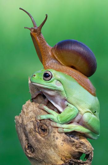 A snail appears to sniff the air as it sits on a frog's head in Sukabumi, Indonesia Australian White Tree Frog, Garden Creatures, Whites Tree Frog, Houston Zoo, Frog Illustration, Frog Pictures, Frog Drawing, 9 December, Funny Frogs