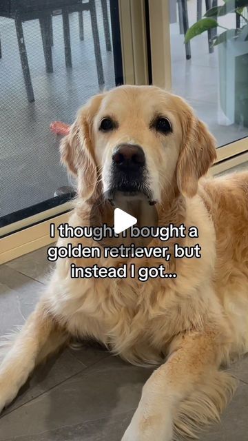 lunas_golden_lifeFebruary 23, 2024 on : "My golden retriever came with extras and I couldn’t be happier 😀😂😂 Sending our love and prayers to Mac and his family @candys..." Golden Retriever Funny Videos, Golden Retriever Dachshund, Cute Doggies, Mini Golden Retriever, Raspberry Dessert, Love And Prayers, Chien Golden Retriever, Golden Retriever Funny, Golden Puppies