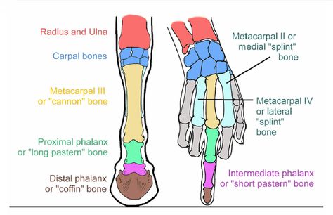 Equine Massage, Equine Veterinary, Horse Information, Vet Medicine, Horse Facts, Equine Therapy, Horse And Human, Horse Anatomy, Horse Camp