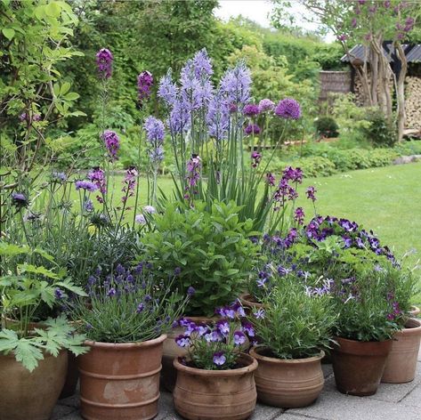 Garden Containers, Small Garden Design, Container Gardens, Container Garden, Courtyard Garden, Garden Lovers, Small Gardens, Garden Spaces, Front Garden