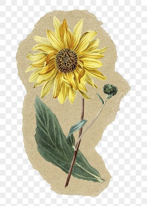 Tle Scrapbook Ideas, Vintage Stickers Printables, Ripped Brown Paper Aesthetic, Brown Paper Aesthetic, Sunflower Collage, Banner Doodle, Sunflower Paper, Sunflower Vintage, Paper Transparent