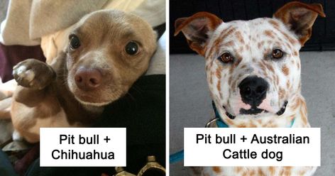 89 Adorable Pit Bull Mixes Bull Boxer, Alaskan Husky, Bull Mastiff, Staffordshire Bull Terrier, Pitbull Mix, Staffordshire Terrier, American Pitbull Terrier, Animals Dogs, Australian Cattle Dog