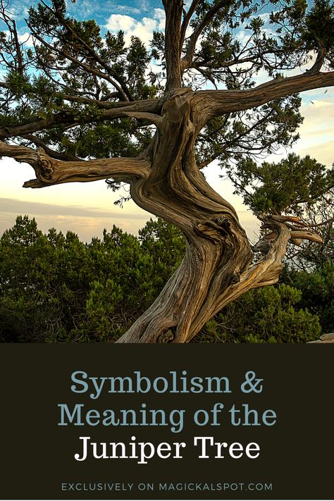 Learn more about Juniper Tree Meaning and Symbolism in different cultures. We've also included a few magickal tips. Enjoy! Juniper Tattoo Meaning, Juniper Name Meaning, Juniper Magic, Juniper Tree Tattoo, Juniper Meaning, Leaf Symbolism, Juniper Tattoo, Dnd Fairy, Tree Zodiac