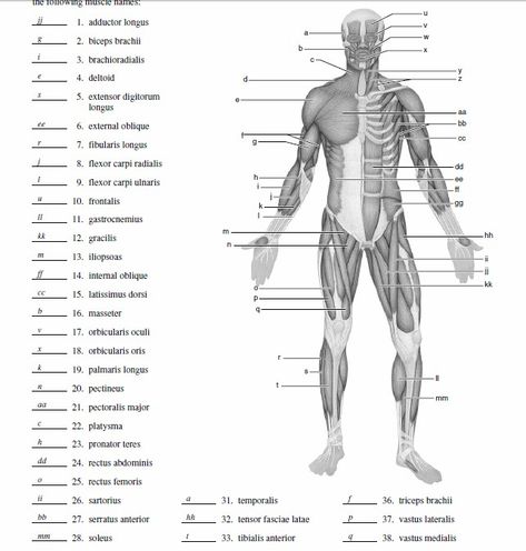 Blank Muscle Diagram to Label Anatomi Dan Fisiologi, Body Muscle Anatomy, Muscular System Anatomy, Human Muscular System, Muscle Diagram, Human Muscle Anatomy, Muscle System, Anatomy Coloring Book, Anatomy Bones