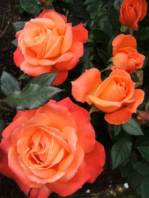 Sunset Garden Rose Fleur Orange, Coming Up Roses, Spiced Coffee, Rose Bush, Orange Roses, Love Rose, Persimmon, Beautiful Blooms, Rose Garden