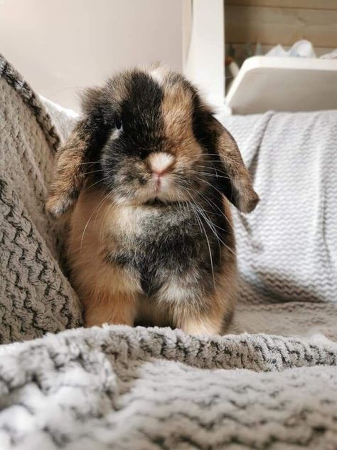 Mini Lop, Rabbits