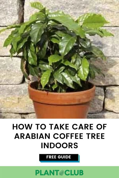 Indoor Coffee Plant, Coffee Plant Care, Arabian Coffee, Hosta Care, Growing Coffee, Plant Tips, Planting Tips, Backyard Dreams, Coffea Arabica