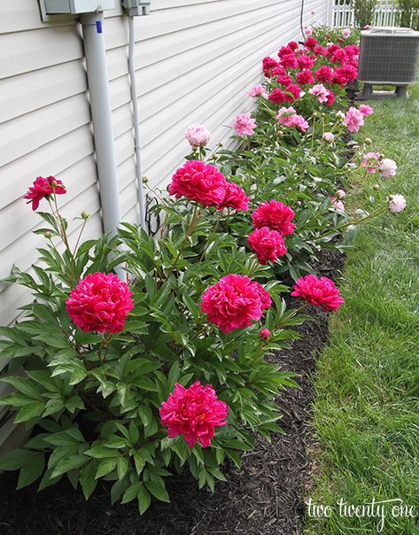 Peony Bush, Flower Bed Designs, Growing Peonies, Garden Flower Beds, Flower Garden Design, Peonies Garden, Beautiful Flowers Garden, Front Yard Landscaping Design, Simple Flowers