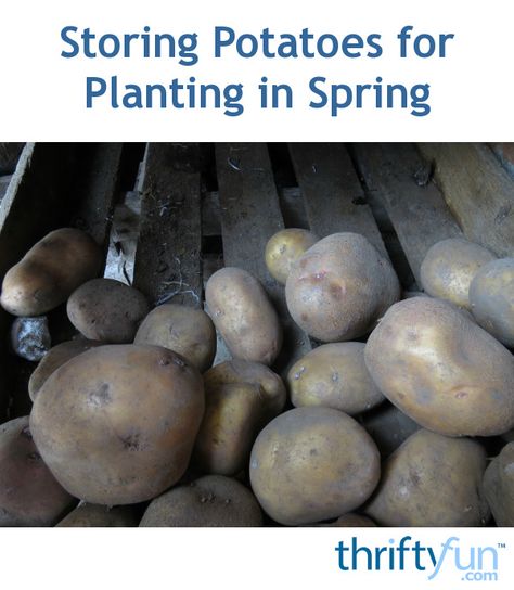 Apocalypse Preparation, Storing Veggies, Storing Potatoes, Seed Potatoes, Potato Storage, Garden Companion Planting, How To Store Potatoes, Spring Planting, Vegetable Garden Diy