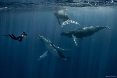 Swimming with Humpback Whales Bucket List Family, A Whale, Marine Biology, Humpback Whale, Underwater Photography, In The Ocean, Whales, Scuba Diving, Marine Life