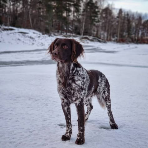 Small Munsterlander Puppy, Munsterlander Puppy, Munsterlander Dog, Small Munsterlander, Hunter Dog, Chocolate Lab Puppies, German Shorthaired Pointer Dog, Spaniel Art, Cute Dogs Images