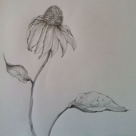 A quick sketch I did of a cone flower. facebook.com/lauraandyoga Cloth Rugs, Flower Drawing Simple, Drop Cloth Rug, Floral Sketches, Canvas Drop Cloths, Drawing Simple, Flower Sketches, Mural Wall, Garden Club