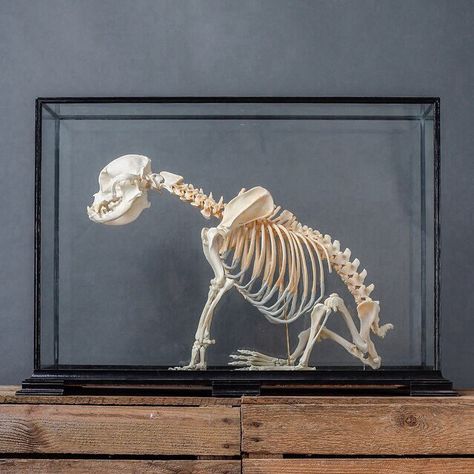 Articulated French bulldog skeleton Rooster Skeleton, Taxidermy Dog, Skeleton Display, Skeleton Drawing, Curiosity Cabinet, Steampunk House, Animal Skeletons, Fossil Bones, Seal Pup