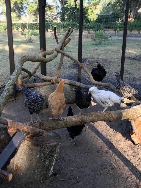 It was fun to see the new chickens navigate the perch gym. They have a schedule and seem to congregate at the gym four times a day, they gi... Chicken Perch, Chicken Coop Ideas, Cheap Chicken Coops, Sustainable Homestead, Chicken Poop, Portable Chicken Coop, Chicken Pen, Types Of Chickens, Plan Architecture