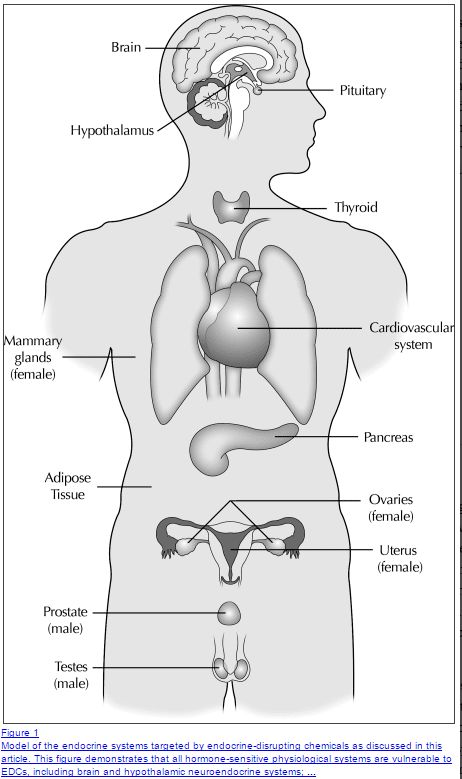 Are you struggling to lose weight with PCOS? If so, you should look at this PCOS weight loss guide which is designed specifically for women who suffer from PCOS. PCOS causes weight gain by interfering with certain hormones such as estrogen, progesterone, testosterone, and insulin. Many of these hormones impact your metabolism and your ability to burn fat and gain weight. If you want to lose weight you must learn how to balance these hormones and to do that you need certain diets and supplements. Mammary Gland, Thyroid Medication, Endocrine Disruptors, Easy Diet Plan, Thyroid Function, Adipose Tissue, Start Losing Weight, Easy Diets, Thyroid Health