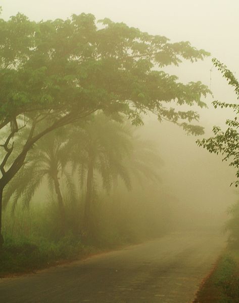 Winter In Bangladesh, Winter Bangladesh, Misty Road, Road Nature, Bappa Morya, Landscape Forest, Forest Canopy, Art Village, Visually Pleasing