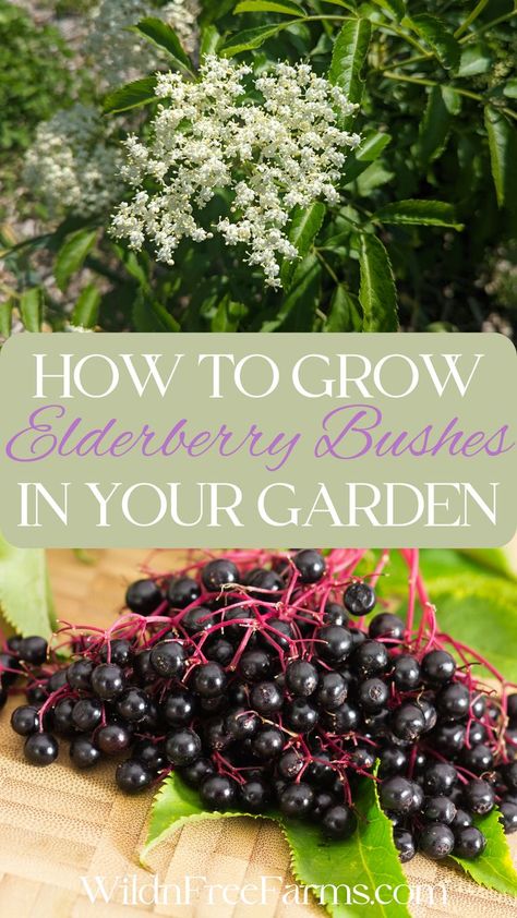 grow elderberry Elderberry Growing, Elderberry Uses, Elderberry Tree, Backyard Orchard, Herbs For Chickens, Elderberry Plant, Elderberry Bush, Dandelion Benefits, Elderberry Recipes