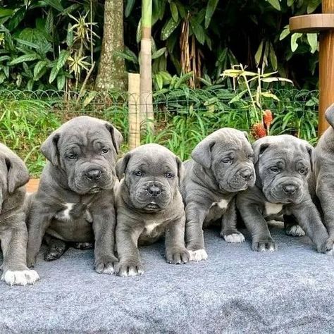 Cane Corso puppies for adoption | Facebook King Corso Dog Puppies, King Corso Dog, Cane Corso Puppies, Puppies For Adoption, Corso Dog, Mastiff Dogs, Puppy Adoption, Cane Corso, Puppy Pictures