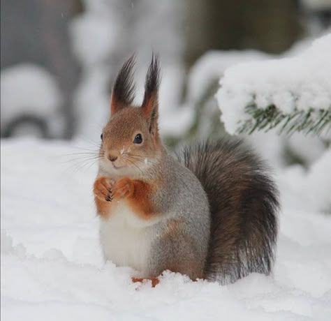 References Animals, Flying Squirrels, Squirrel Pictures, Bunny Blue, Fox Squirrel, Cute Small Animals, I Love Winter, Cute Squirrel, A Squirrel