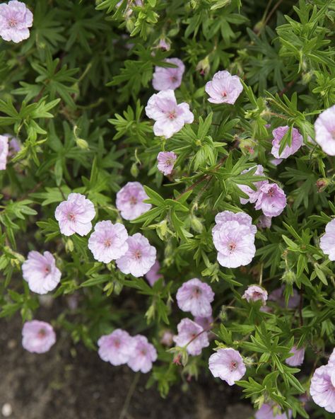 Geranium sanguineum var. striatum | Stonehouse Nursery Geranium Sanguineum, Dry Shade Plants, Purple Mums, Hardy Geranium, Limelight Hydrangea, Shade Flowers, Cold Frame, Purple Iris, How To Attract Hummingbirds