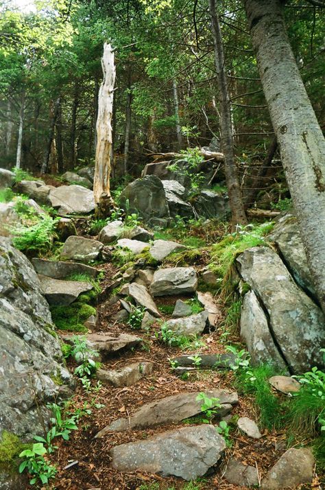 Snake Tanks, Forest Rocks, Rocky Island, Boulder Rock, Jungle Island, Conifer Forest, Stone Forest, Before The Flood, Rocky Hill