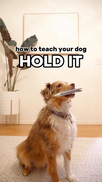 Cool Dog Tricks, Teach Dog Tricks, Dog Commands, Service Dog Training, Dog Enrichment, Assistance Dog, Dog Brain, Dog Training Videos, Best Dog Training