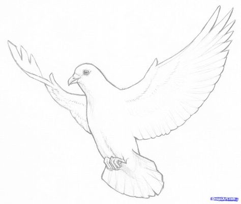 Dove Art Deco Photography, Dove Drawing, Cute Art Projects, Jungle Animal Art, Dove Tattoo Design, Fly Drawing, Beautiful Pencil Drawings, Dove Tattoos, Draw Pencil