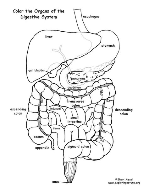 Digestive System Worksheet, Human Body Vocabulary, Anatomy Coloring, Medical Assistant Student, Human Body Science, Anatomy Coloring Book, Nursing School Essential, Human Body Unit, Basic Anatomy And Physiology