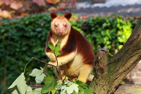 Tree Kangaroo, West Papua, Aye Aye, Australian Animals, Animal Facts, Plant Species, Endangered Species, Koala Bear, Pet Birds