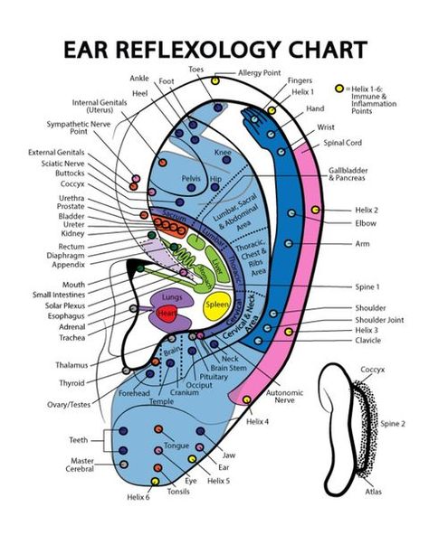 fr Reflexology Pressure Points, Body Reflexology, Acupuncture Points Chart, Human Brain Anatomy, Healing Others, Polarity Therapy, Ear Reflexology, Ear Massage, Acne Hacks