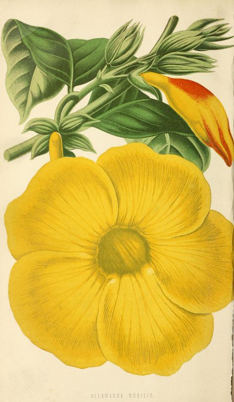 Golden Trumpet vine - Allamanda cathartica var. Reine Marie Henriette - date unknown Vegetable Illustration, Cherry Blossom Art, Victorian Flowers, Botanical Painting, Watercolor Flowers Paintings, Plant Illustration, Flower Clipart, Blooming Flowers, Flower Illustration