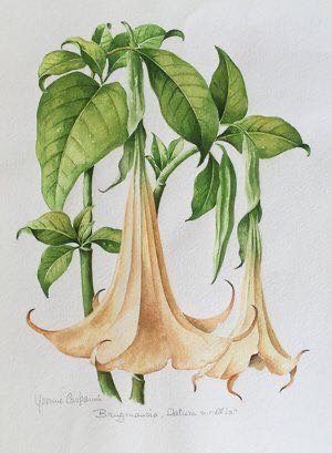 Trumpet Tattoo, Engraving Tattoo, Angel Trumpet, Botanical Illustration Vintage, Vintage Botanical Prints, Plant Drawing, Graphite Drawings, Botanical Drawings, Plant Illustration