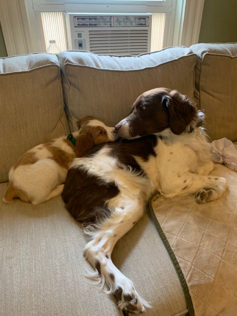 dog puppy brittany spaniel cute Brittney Dog, Britney Spaniel, Brittany Puppy, Brittney Spaniel, French Brittany Spaniel, Brittany Spaniel Puppies, American Brittany, Brittany Puppies, Cinnamon Twist