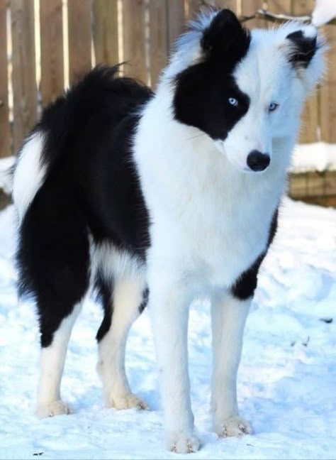 Beautiful Dog, cute Dog Black Wolf With White Markings, Rare Dogs Breeds, Beautiful Dogs Rare, Canine Therian, Dog Therian, Yakutian Laika, Laika Dog, Unique Dogs, Different Breeds Of Dogs