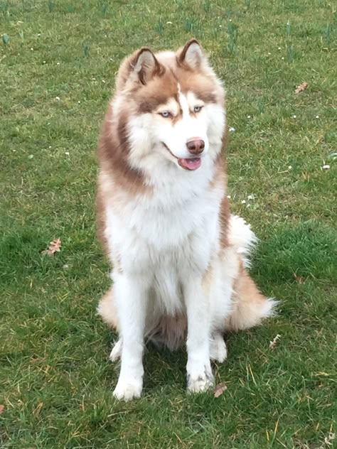 Haski Dog, Husky With Blue Eyes, Bat Dog, White Husky, Cute Small Dogs, Cute Husky, Cute Dog Photos, Cute Kawaii Animals, Dog Brain