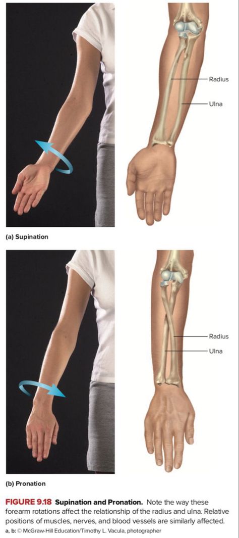 Arm Bones Anatomy, Wrist Anatomy, Arm Bones, Human Anatomy Art, Body Anatomy, Body Drawing, Anatomy Art, Human Anatomy, Anatomy