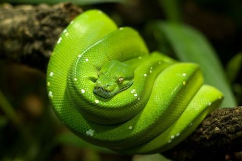 Green Tree Python. Python Drawing, Green Tree Python, Emerald Tree Boa, Tree Python, Colorful Snakes, Pretty Snakes, Boa Constrictor, Reptile Snakes, Pet Snake