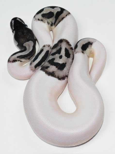 Banana Ball Python Morphs, Piebald Snake, Scary Emoji, Snake Ball Python, Snakes Pet, Ball Python Pet, Anime Pets, Ball Python Snake, Dream Snake