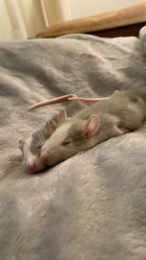 I Love Rat | Facebook Rats Cuddling, Dumbo Rat, Baby Rats, Funny Rats, Rat Man, Cat Hacks, Cute Rats, A Rat, Pet Rats