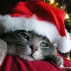 Cats Background, Cat Comfort, Xmas Animals, Christmas Facebook Cover, Holiday Memes, Christmas Critters, Kitten Wallpaper, Santa Cat, Cat Background