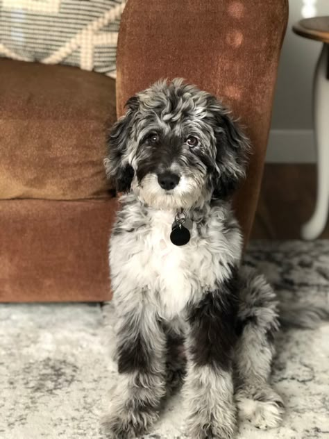 Blue Merle Labradoodle, Merle Mini Goldendoodle, Aussiedoodle Aesthetic, Blue Merle Doodle, Mini Ausidoodle, Mini Aussiedoodle Full Grown, Aussiedoodle Full Grown, Merle Doodle, Mini Aussie Doodle