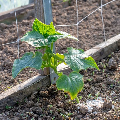 8 Secrets To Grow More Cucumbers Than Ever Vegetable Garden Inspiration, When To Plant Cucumbers, Homestead Garden Layout, Growing Cucumbers Vertically, Gemüseanbau In Kübeln, Cucumber Gardening, Cucumber Trellis, Fall Gardening, Raised Vegetable Gardens